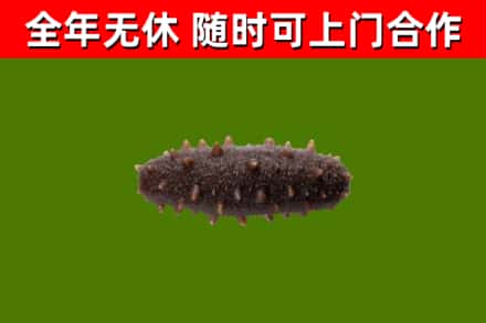 四平烟酒回收干海参.jpg